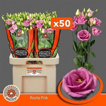 Eustoma russellianum gevuldbloemig 'Rosita Rose Pink'