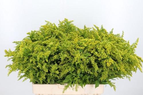 Solidago 'Golden Glory'