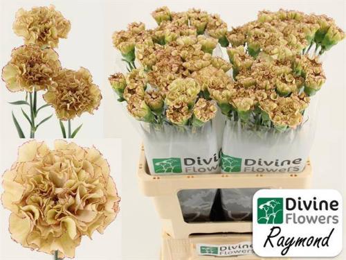 Dianthus standaard Raymond