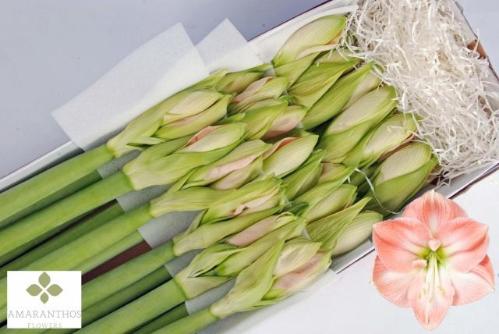 Hippeastrum Diamond Grp 'Darling'