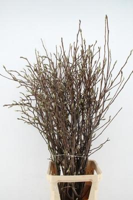 Magnolia grandiflora