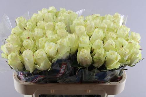 Rosa grootbloemig Athena