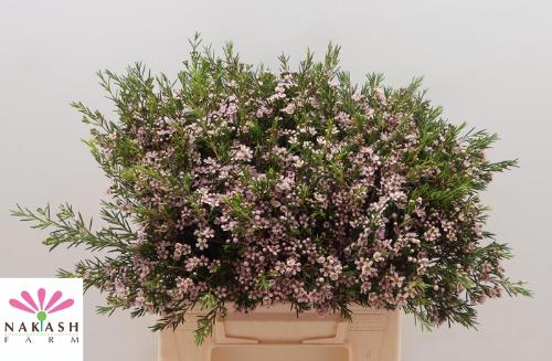 Chamelaucium uncinatum 'Romi'