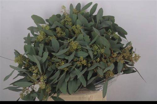 Eucalyptus per bos polyanthemos (fruit)
