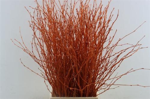 Betula kleurbehandeld H%
