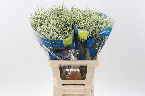 Limonium sinensis Sensi Pi