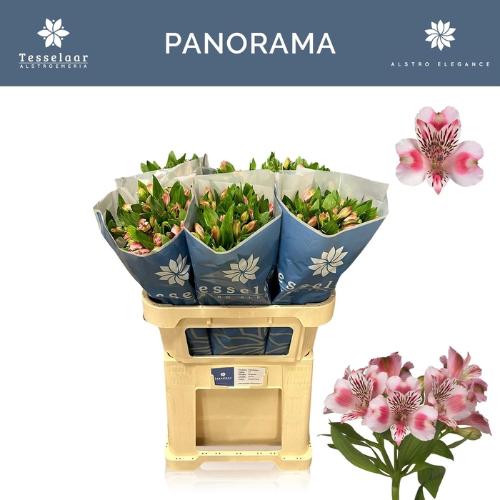Alstroemeria Panorama