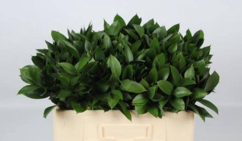 Ruscus hypophyllum (groot blad)
