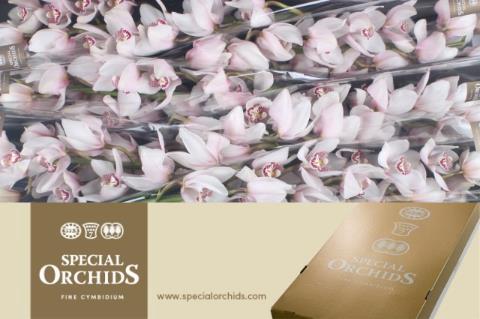 Cymbidium grootbloemig per tak 'Avalanche'