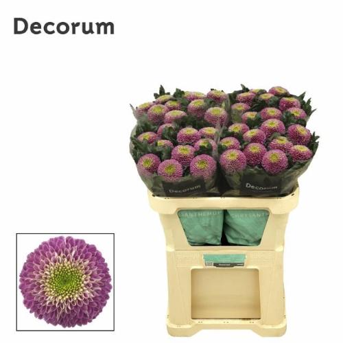 Chrysanthemum (Indicum Grp) geplozen Souvenir