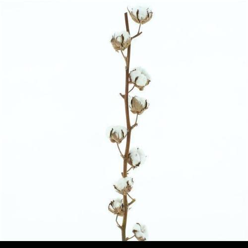 Gossypium hirsutum wit