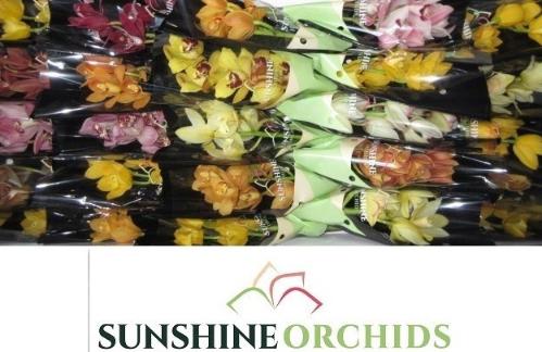Cymbidium mini per tak gemengd