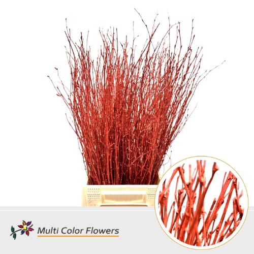 Betula kleurbehandeld H%