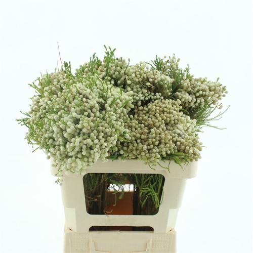 Kaaps Groen