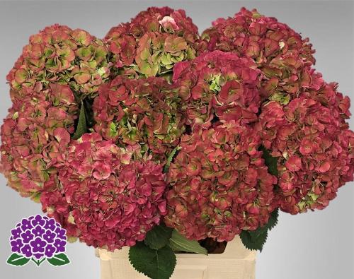 Hydrangea macrophylla 'Elbtal' (classic)