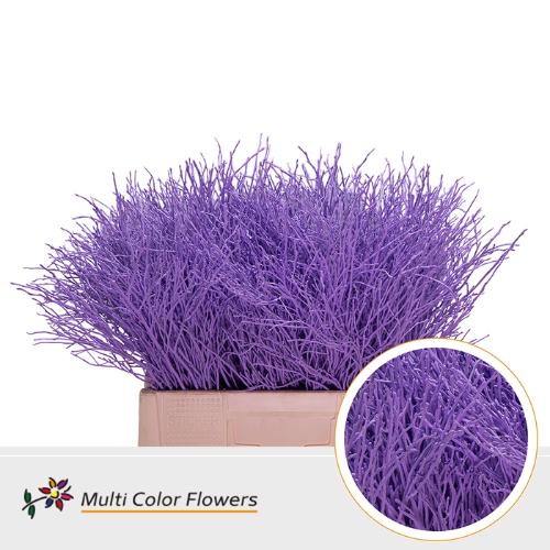 Vaccinium kleurbehandeld H%