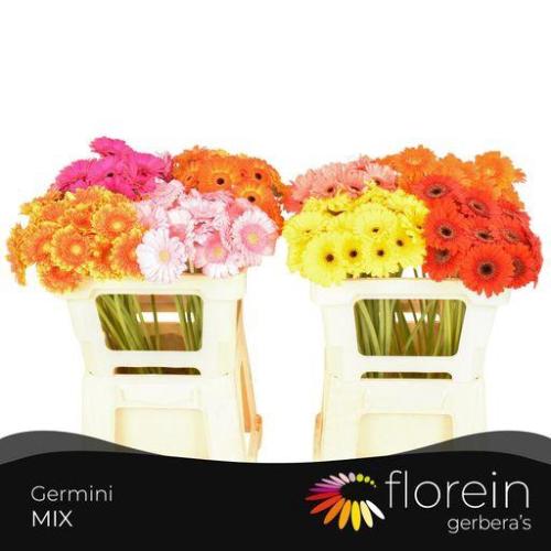 Gerbera mini gemengd