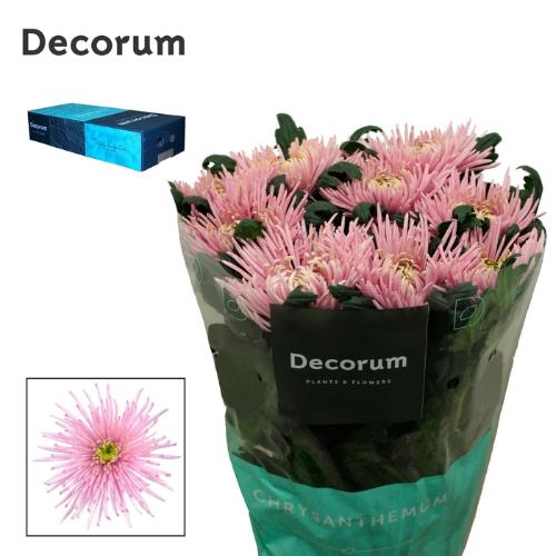Chrysanthemum (Indicum Grp) geplozen Cipria