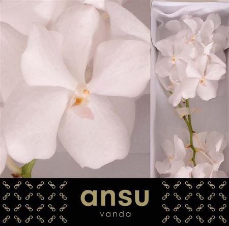 Vanda Kanchana Ansu No. 1