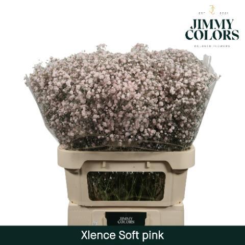 Gypsophila overig kleurbehandeld H%