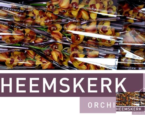 Cymbidium grootbloemig per tak 'Orange Favorit'