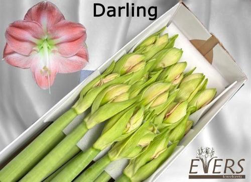 Hippeastrum Diamond Grp 'Darling'