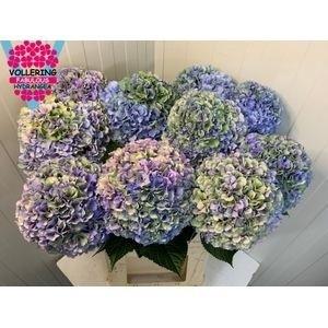 Hydrangea macrophylla Royal Pride (classic)