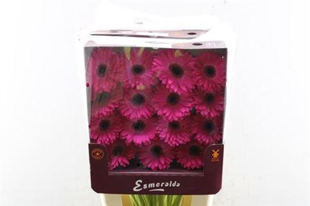 Gerbera grootbloemig Rich