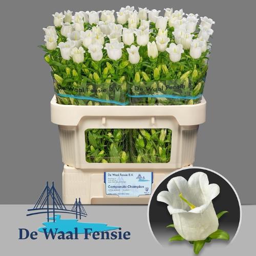 Campanula medium 'Champion White'