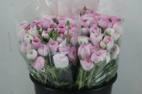 Ranunculus asiaticus 'Elegance Pink'