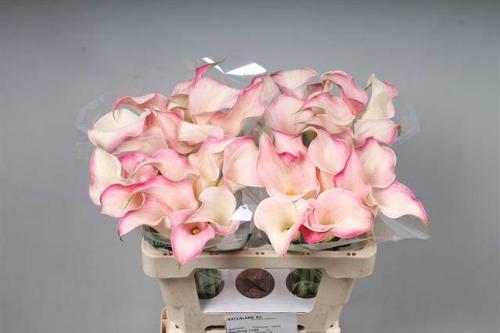 Zantedeschia 'Blushing Lady'