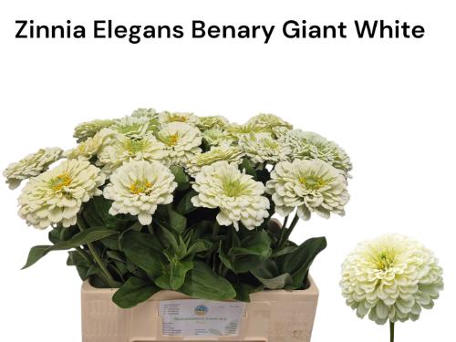 Zinnia elegans