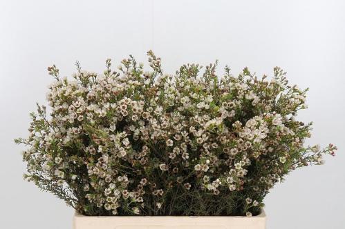 Chamelaucium 'Blondie'