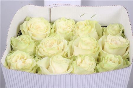 Rosa grootbloemig Mondial