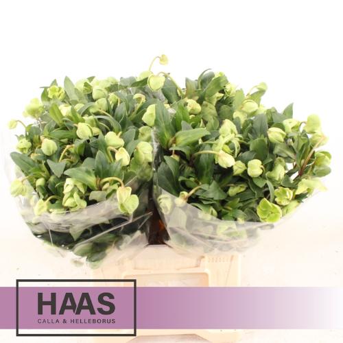 Helleborus 'Winterbells'
