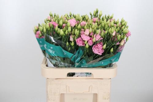 Eustoma russellianum gevuldbloemig 'Rosita Bright Pink'
