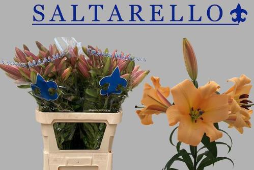 Lilium Oriental x Trumpet Grp 'Saltarello'