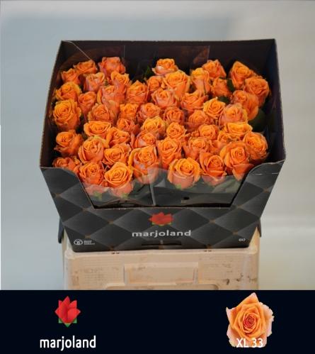 Rosa grootbloemig Novi!