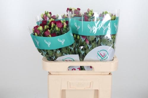 Eustoma russellianum gevuldbloemig 'Arosa Red'