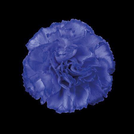 Dianthus standaard kleurbehandeld H%