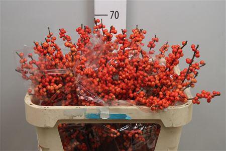 Ilex verticillata Oudijk's Orange