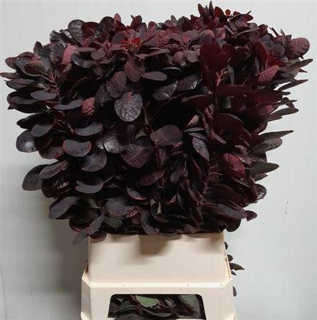 Cotinus coggygria 'Royal Purple'
