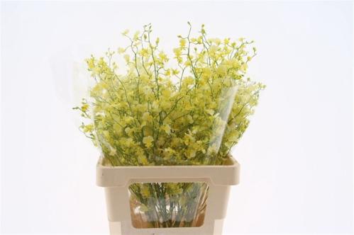 Orchidee