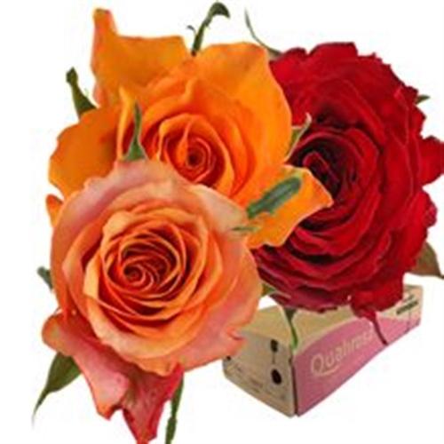 Rosa grootbloemig gemengd in bos