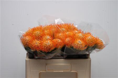 Leucospermum Ayoba Sun