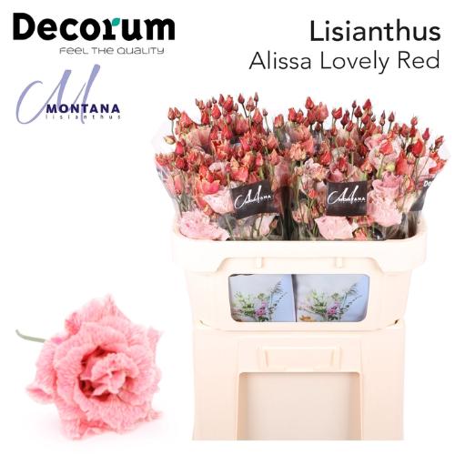 Eustoma russellianum gevuldbloemig overig