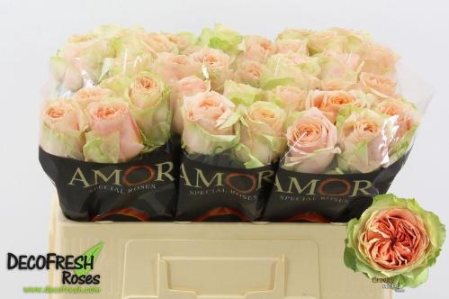 Rosa grootbloemig G-Force