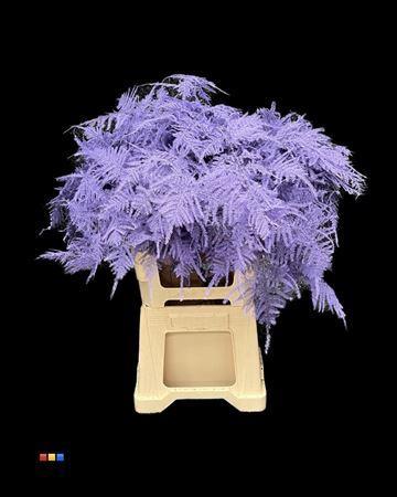 Asparagus overig kleurbehandeld H%