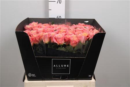 Rosa grootbloemig Miss Piggy+