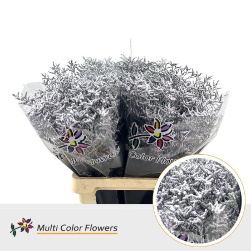 Limonium overig kleurbehandeld H%